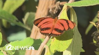 Butterfly release honors missing people