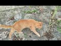 2024.11.5 猫巡り 公園のサバトラと茶トラ 食後の毛繕い