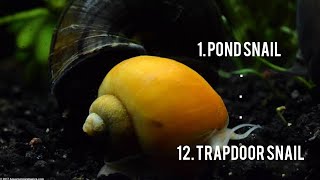 Fresh Water Aquarium Snail Varieties | All types of Snails