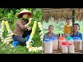 Harvesting bamboo shoots - Process of making sour bamboo shoots - Cooking