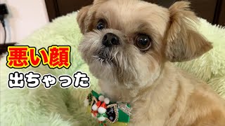 【犬 トリミング】きらきら表情と裏の顔 ぽてぽてお披露目タイム チワワ×シーズー