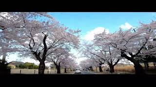 福島県　夜ノ森の桜　車窓動画