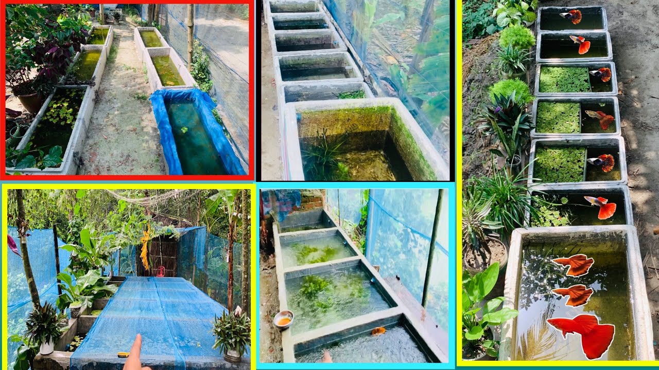 My Fish Updated Youtube