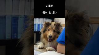 꽁이 찾습니다  경북 김천시  사례금50만원  #shorts #실종반려동물찾기 #강아지  연락처는 댓글에 있습니다