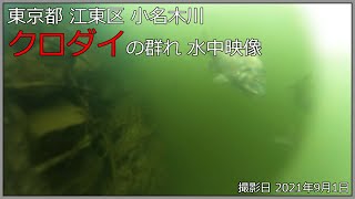 【水中映像】小名木川 クロダイの群れ 2021年9月