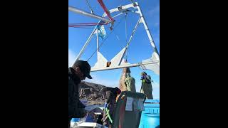 Butchering the walrus that I got #hunting #walrus #inuit #animals