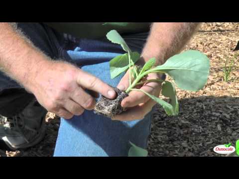 Garden Tutorial: Planting Cold Crops (Cabbage, Kale, Brussels Sprouts, Cauliflower) Garden Tutorial: Planting Cold Crops (Cabbage, Kale, Brussels Sprouts, Cauliflower)