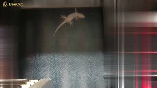 閲覧注意　ヤモリが台所の窓に・・・　Warning: There's a gecko on the kitchen window.