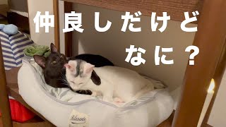 仲良し姉妹の子猫リンとノンはいつも一緒