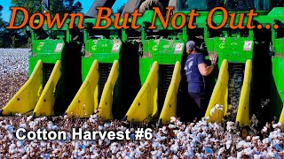 Defying Doctor's Orders... Cotton Harvest #6 (10/21/22)