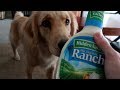 ๐ Service Dog Makes Hilarious Mistake! ๐ (7/6/17) ๐ Service Dog Makes Hilarious Mistake! ๐ (7/6/17)