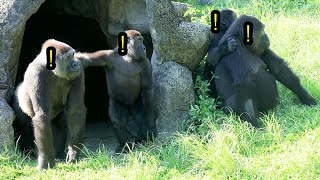 Sensitive Gorilla D’jeeco Troop,Tayari stands up,Ringo rides on Iriki’s back金剛猩猩D’jeeco一家似乎有點小驚嚇,T站立