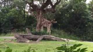 天王寺動物園　キリン　シマウマ