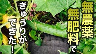 【自然農・菌ちゃん農法】無肥料で固定種きゅうり大量収穫｜採れたてきゅうりの梅味噌ごま和え｜natural farming