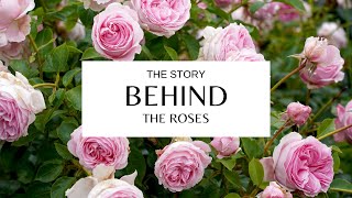 Behind the roses | Australia's Largest Rose Production Nursery