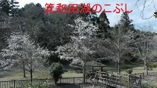 箕和田湖のこぶしの花：埼玉県入間郡毛呂山町箕和田湖：２０２２年３月２４日