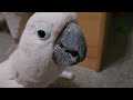 a day in the life of a cockatoo