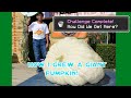 How I grew a GIANT pumpkin close to 500 pounds!