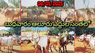 08/01/2025 బుధవారం ఆలూరు ఎద్దుల సంతలో ధరలు ఏ విధంగా ఉన్నాయో చూడండి ఫ్రెండ్స్