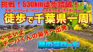 いよいよチーバくんの鼻先へ出発 菜の花ロード【挑戦！徒歩踏破530km千葉県一周！距離にして中山道六十九次（日本橋〜京都三条大橋）相当！ 14日目前編】【千葉県一周徒歩の旅 vlog】