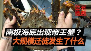 科學家曾在南極海域發現了帝王蟹，大規模遷徙，究竟發生了什麽？（Scientists once discovered king crabs in the Antarctic waters）