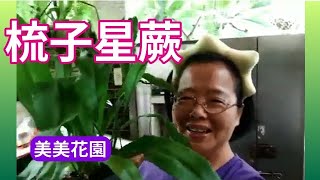 好特殊的蕨類 梳子星蕨【美美花園】