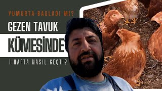 GEZEN TAVUK ÇİFTLİĞİNDE 1 HAFTA | YUMURTA BAŞLADI MI? | GEZEN TAVUK YETİŞTİRİCİLİĞİNDEN PİŞMANMIYIZ?