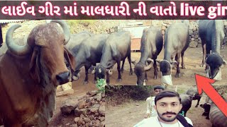 લાઇવ ગીર માં માલધારી હારે વાતો gir vs maldhari virth lion live gir village