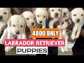 ഇതിനെക്കാൾ വില കുറവിൽ കേരളത്തിൽ മറ്റെവിടെയും ലാബ് പപ്പികളെ കിട്ടില്ല💯 Labrador Puppies For 4000