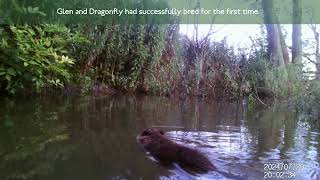 Cumbria beavers reveal their newborn kits