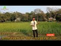 জব চাষের সঠিক পদ্ধতি.. the right method of job cultivation ..