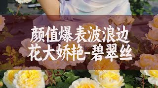 【惠惠的花园】绝美颜值-“碧翠丝”，黄色系月季中的“天花板”，花大花期长抗病，自带波浪边，新手也可以养