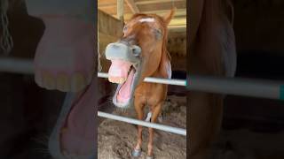 laughing horse