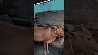 Kapila cow | Dwarf breed cow