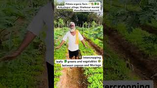 Pittala organic farm 🌱👩‍🌾🥬🥗@SVRORGANICS@musitvnews #vegetables #food #organicfarm #farming