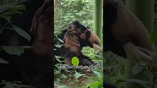 50 വയസു കഴിഞ്ഞ ഒരു ചേട്ടൻ #elephant #aana #arikomban #shorts #short #viral #viralshorts #youtube