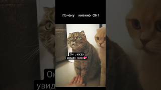 Посмотрите на эти глаза😻 #shortvideo#шорты#тренды#любовь#топчик#котывидео