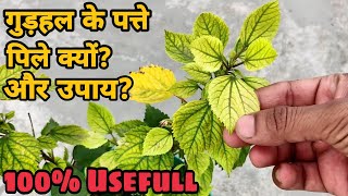 Yellow Leaves on Hibiscus Plant! गुड़हल के पौधे पर पीले पत्ते क्यो और उपाय!