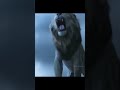 barbary lion vs siberian tiger by wild battles