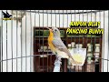 🔴 suara burung sikatan mugimaki gacor