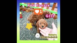 🐩🐩🐩💖💖💚💛น้องพูเดิ้ลแท้..สีแดงเข้ม(หางกลม)สีสวยๆหายากไม่มีบ่อยหมดแล้วหมดเลย💖❤💗💚🐩🐩Tel 0813484818