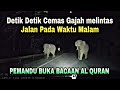 Detik Detik cemas Gajah melintas jalan pada waktu malam.