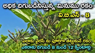 విబిఎన్ - 8 మినుము రకంతో సత్ఫలితాలు || High yields New Black gram Variety VBN - 8 || Karshaka Mitra