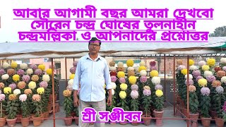 আবার আগামী বছর দেখবো সৌরেন চন্দ্র ঘোষের তুলনাহীন চন্দ্রমল্লিকা ও আপনাদের প্রশ্নোত্তর|Chrysanthemum||