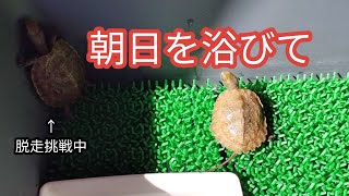 日光浴をさせながらニホンイシガメベビーズの近況報告と今後の飼育予定。