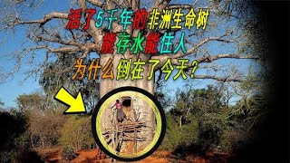 能活5千年的非洲生命树，能存水能住人， 为什么倒在了今天？