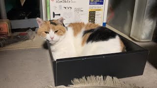 【三毛猫】くつろいでいる猫の様子（2023年7月2日）