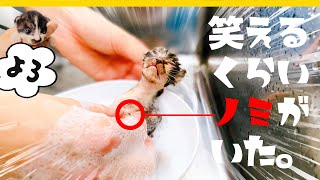 【閲覧注意】汚れひどかったので洗ったら笑えるくらいノミがいた★子猫のはじめてのシャンプー【保護猫生活1日目】