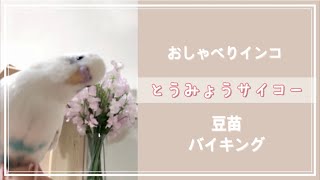 【セキセイインコ】豆苗バイキング