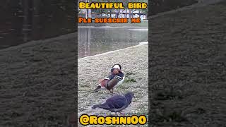 Waoo Beautiful @Bird #shorts #shortsfeed #youtubeshorts #shortvideo @roshni01010